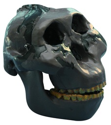 [020027] Modèle crâne lignée humaine - Australopithecus boisei Oldoway