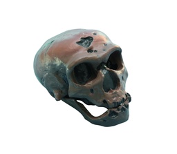 [020028-S03636] Modèle crâne lignée humaine - Homo erectus pekinensis Sinanthropus