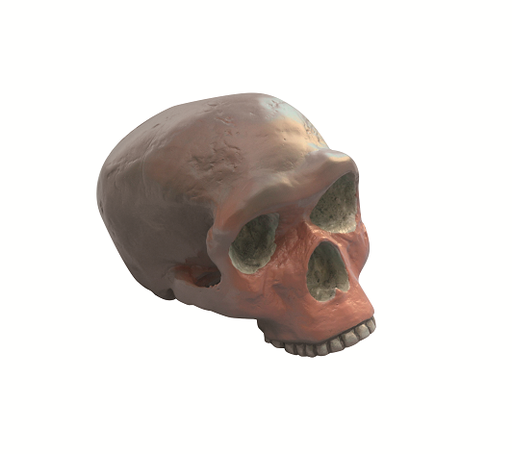 [020028-S03636] Modèle crâne lignée humaine - Homo erectus pekinensis Sinanthropus