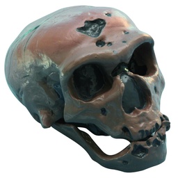 [020030] Modèle crâne lignée humaine - Homo sapiens néanderthalensis (La Chapelle-aux-Saints)