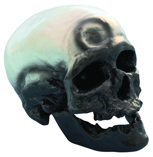 [020031-S03637] Modèle crâne Homo sapiens sapiens - Cro-Magnon