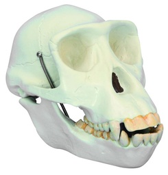 [020032] Modèle crâne de chimpanzé