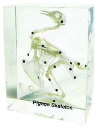 [020036] Squelette en inclusion résine : Pigeon