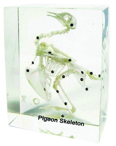 [020036-S68292] Squelette en inclusion résine : Pigeon