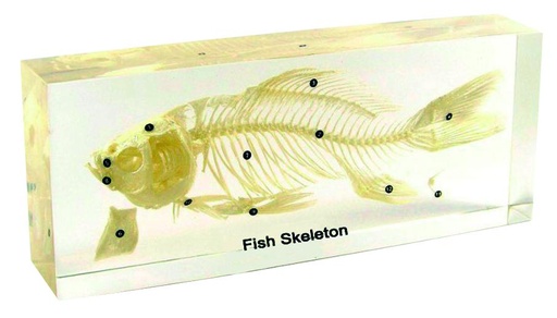 [#020037-S68290] Squelette en inclusion résine : Poisson