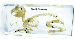 [020038] Squelette en inclusion résine : Lapin 