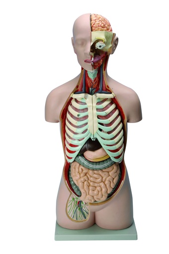 [020042-S01383] Tronc/Torse humain asexué - 17 parties - 85 cm