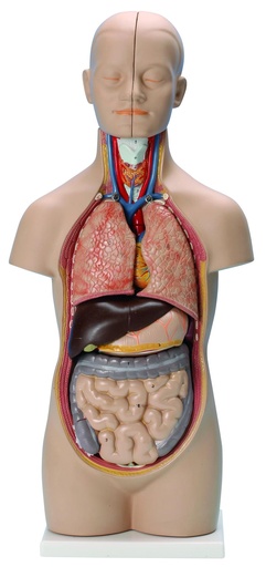 [020043-S61485] Tronc/Torse humain asexué - 12 parties - 50 cm
