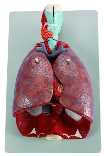 [020046] Modèle cœur poumons - 7 parties