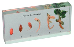 [020049] Modèle germination d'une arachide en inclusion