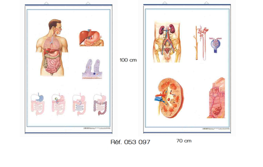 Anatomie - Affiche Planche recto verso 70x100 cm