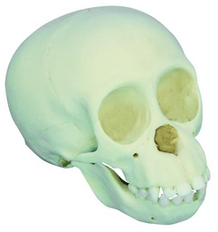 [020056] Modèle crâne de bébé chimpanzé - 11 mois 