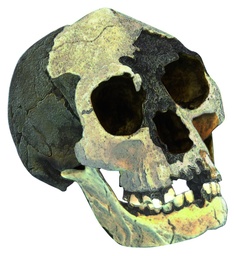 [020057] Modèle crâne lignée humaine - Homo floresiensis