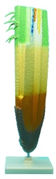 [020070] Modèle d'Apex végétal