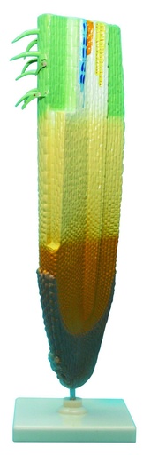 [020070-S57892] Modèle coiffe de racine - Apex végétal