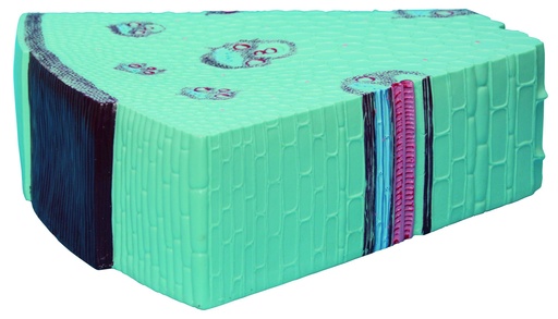 [020071-S57893] Modèle tige monocotylédone en coupe