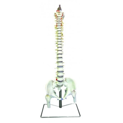 [020076] Modèle de colonne vertébrale flexible avec bassin