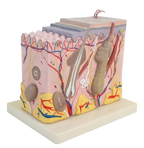 [020084-S61477] Modèle de coupe de peau - 3 parties