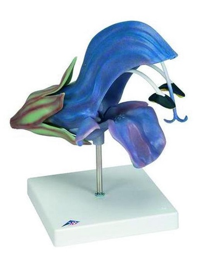 [020088] Modèle fleur de sauge des près