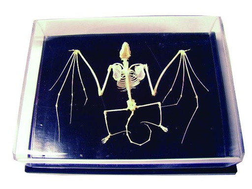[020097] Squelette en os véritable