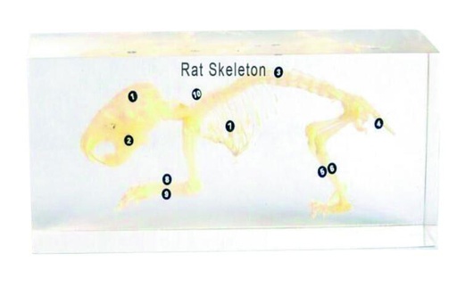 [#020103] Squelette en inclusion résine : Rat