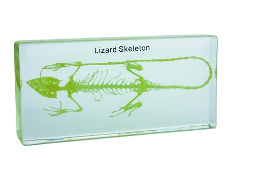 [020105] Squelette en inclusion résine : Lézard