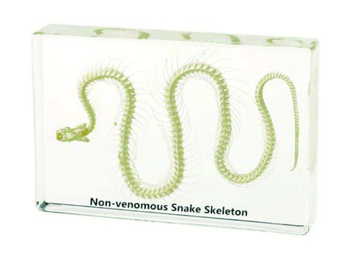 [#020106-S68294] Squelette en inclusion résine : Serpent