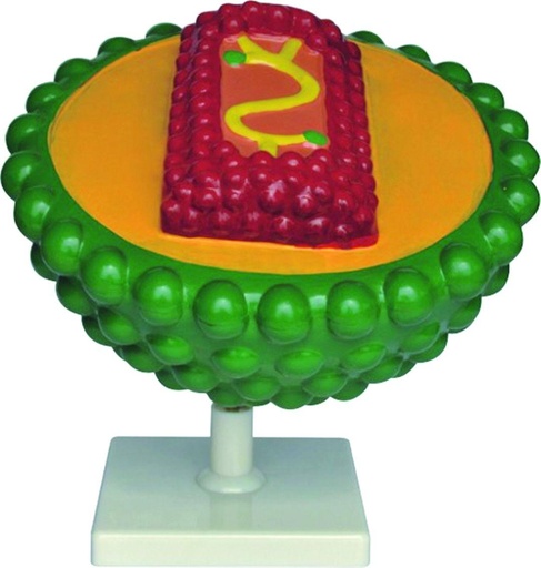 [020107-S61491] Modèle de virus du SIDA