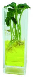 [024016] Kit Gemirama 3 plantes