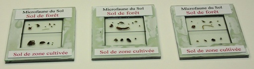[024073-S66305] Plaques de microfaune de sol cultivé et de sol de forêt (lot de 3)