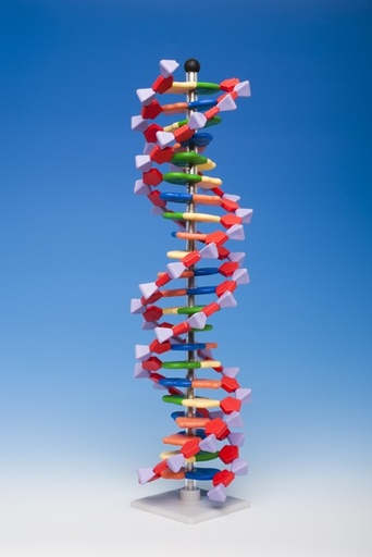 [012028-S64399] Modèle ADN 22 paires de base