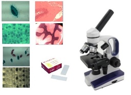 [027009] Cytologie et histologie diverses: cellules buccales homme    