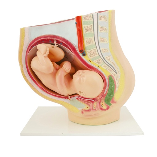 [#020104-S68487] Modèle de bassin de grossesse avec foetus