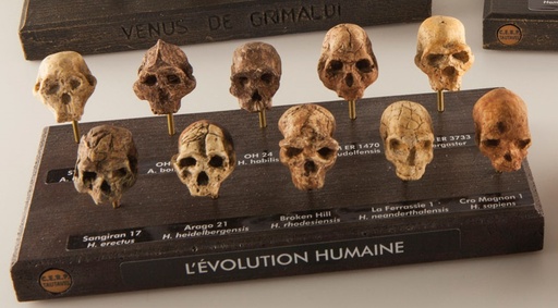 [020111-S58789] Crânes réduits "l'évolution humaine"