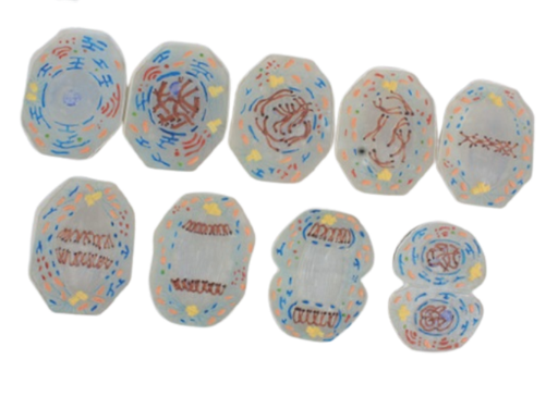 [029012] Modèle de mitose