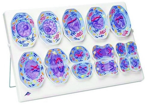 [029013] Modèle de méiose