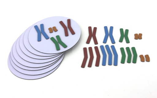 [029017] Ensemble génétique Mitose et Méiose magnétique