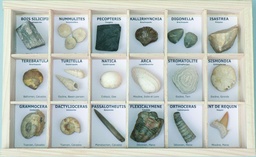 [031014] Collection de 18 fossiles véritables