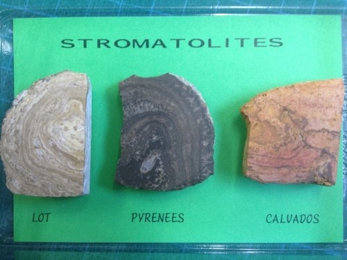 [031022-S60442] Fossiles véritables : Petits stromatolites polis (lot de 3)