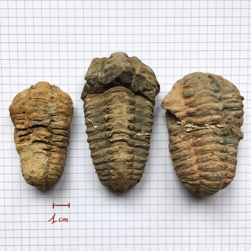 [#031026-S60457] Fossiles véritables : Trilobite (lot de 3)