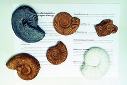 [031027] Collection de fossiles : 6 moulages d'ammonites