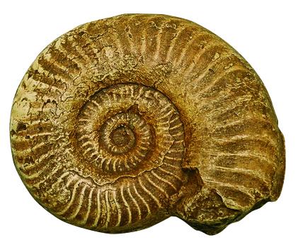 [031029-S60461] Kit comparaison des moulages d'ammonite et de nautile