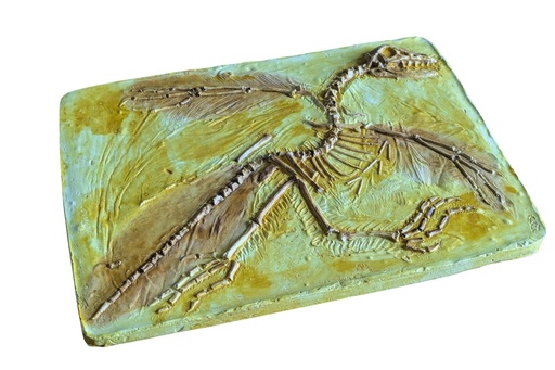 [031030-S63438] Moulage Archéoptéryx du Jurassique 