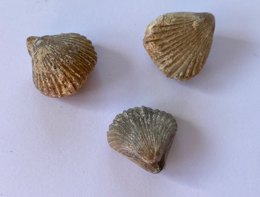 [031032] Fossiles véritables : Rhynchonelle (lot de 12)