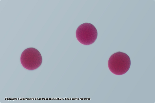 [027423] Préparation microscopique Nublat : Ovocyte d'oursin