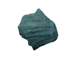 [031062] Fossiles véritables : Fougère - schiste houiller (lot de 4)