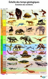 [053004-S68625] Affiche échelle des temps géologiques : évolution des vertébrés