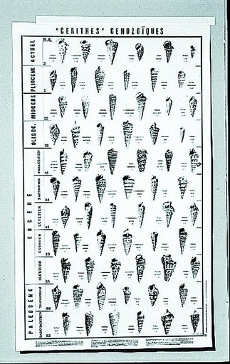 [053006] Affiche fossiles