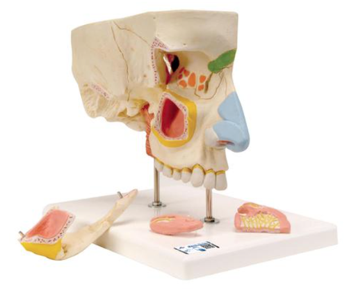 [020098] Nez en 5 parties avec sinus paranasaux