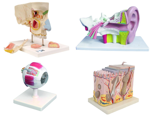 [020113] Ensemble de 4 modèles anatomiques - Les Sens
